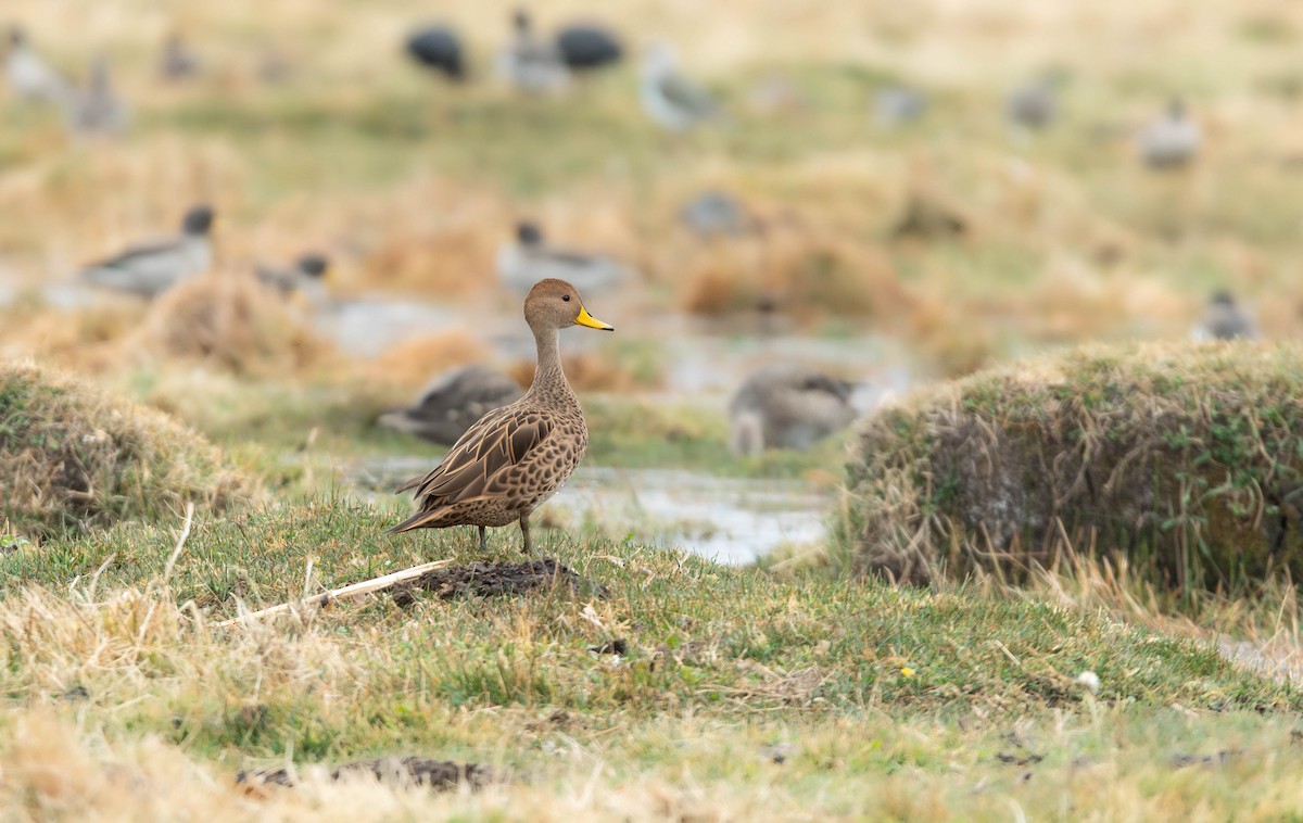 Yellow-billed Pintail - ML641032076