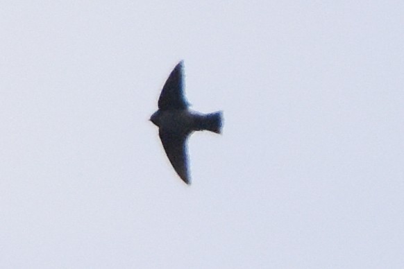Hirondelle du Népal - ML641032088