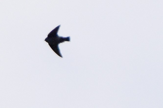 Hirondelle du Népal - ML641032089