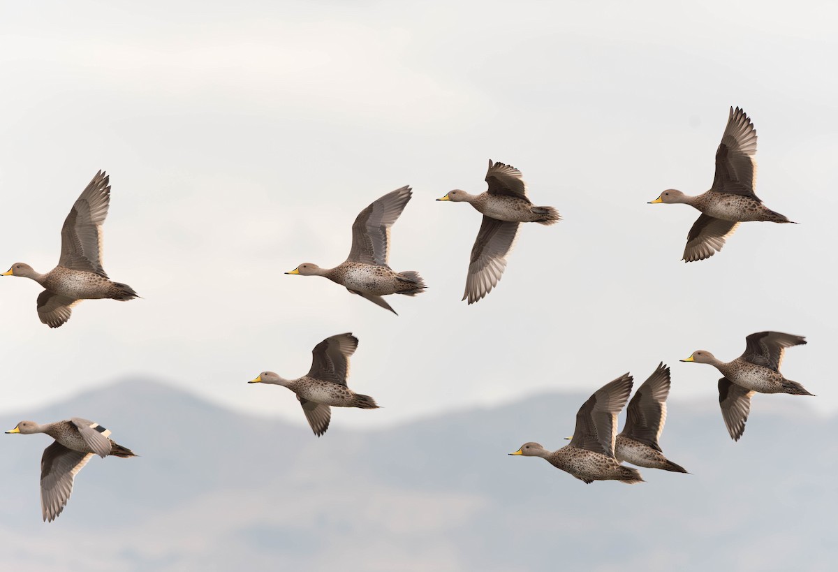 Yellow-billed Pintail - ML641032102
