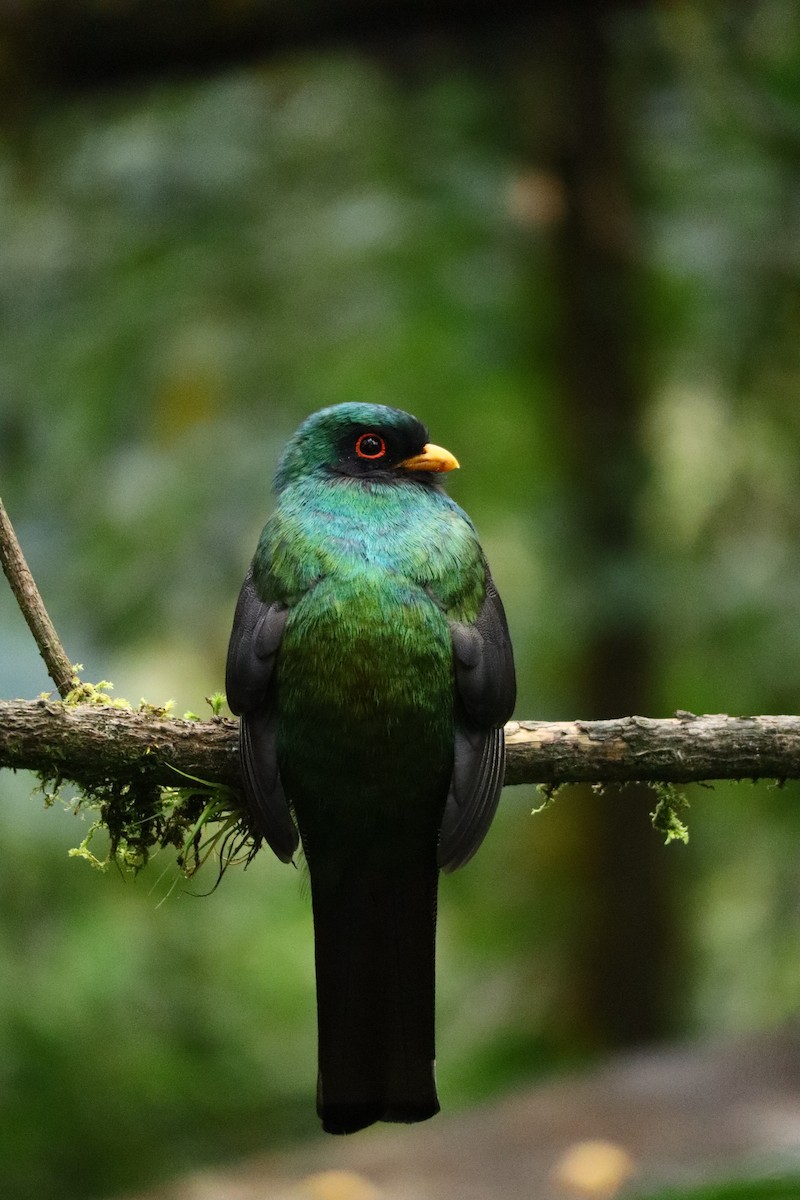 Masked Trogon - ML641032126