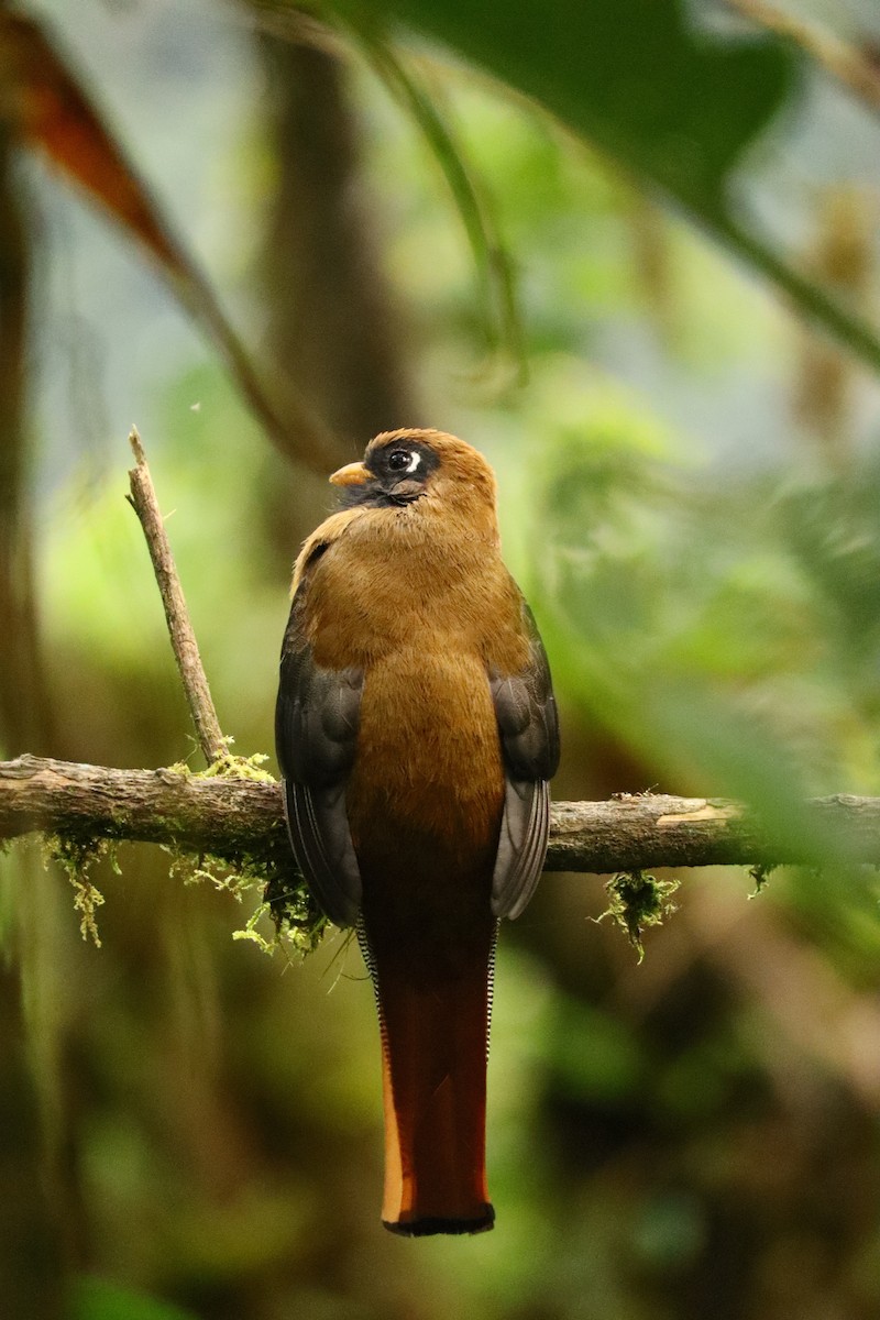 Masked Trogon - ML641032127