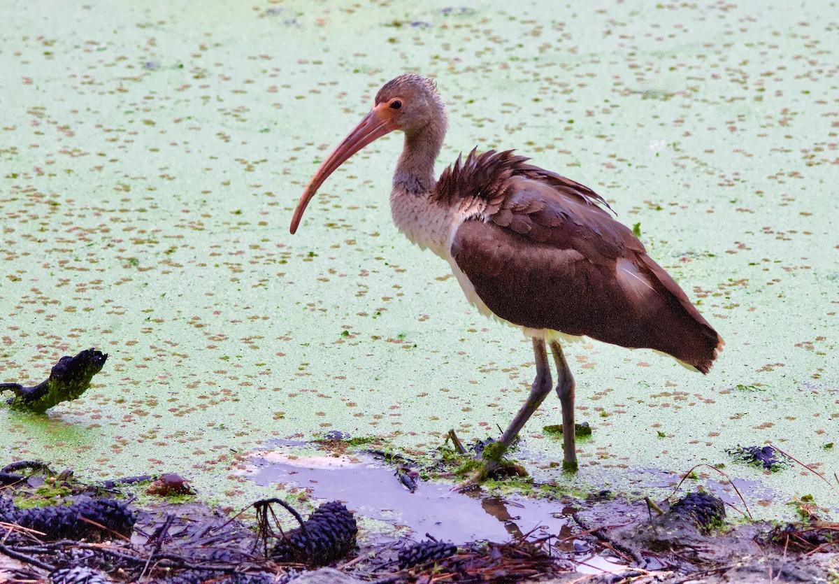 White Ibis - ML641032145