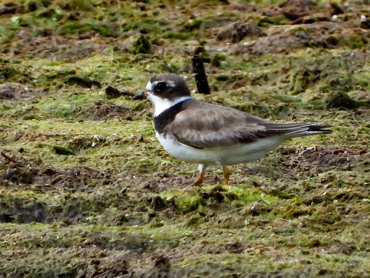 Semipalmated Plover - ML641032146