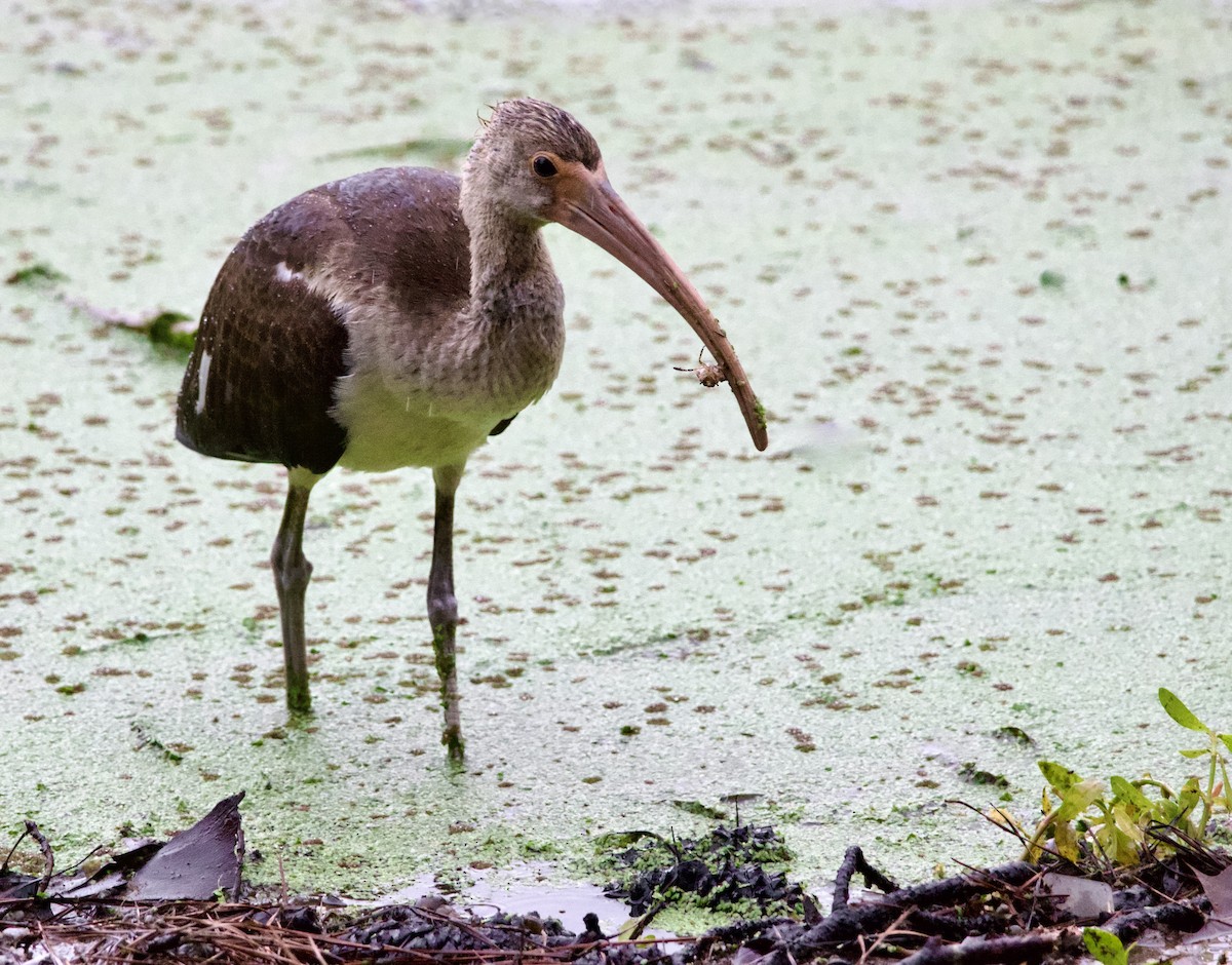 White Ibis - ML641032151