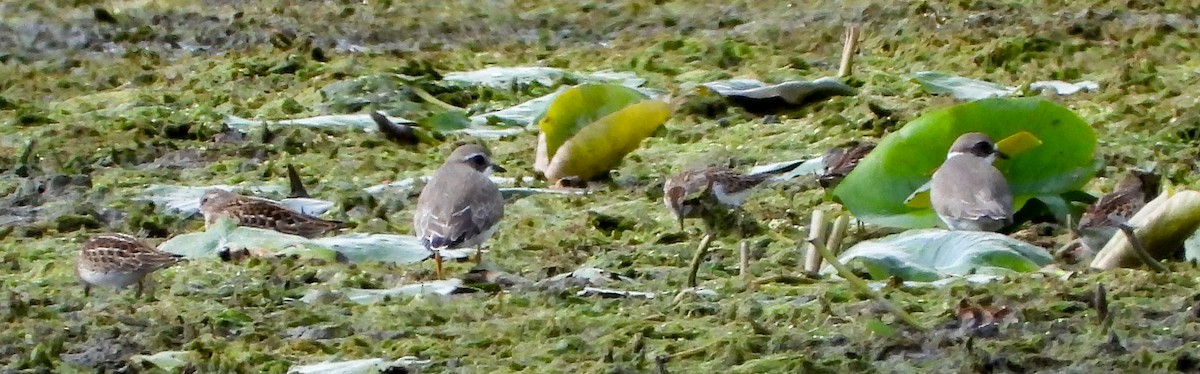 Semipalmated Plover - ML641032182