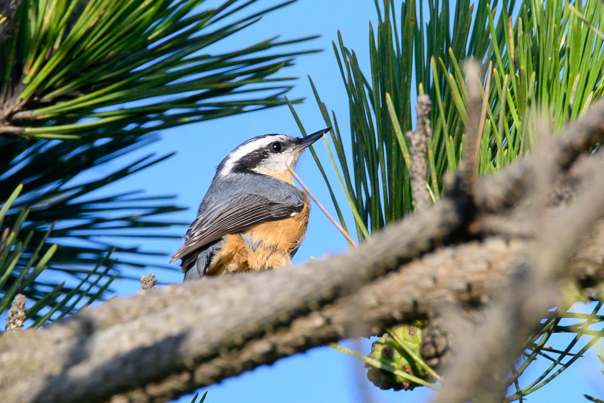 Red-breasted Nuthatch - ML641032193