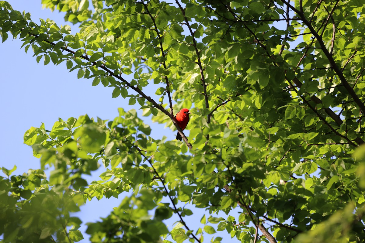 Scarlet Tanager - ML641032216
