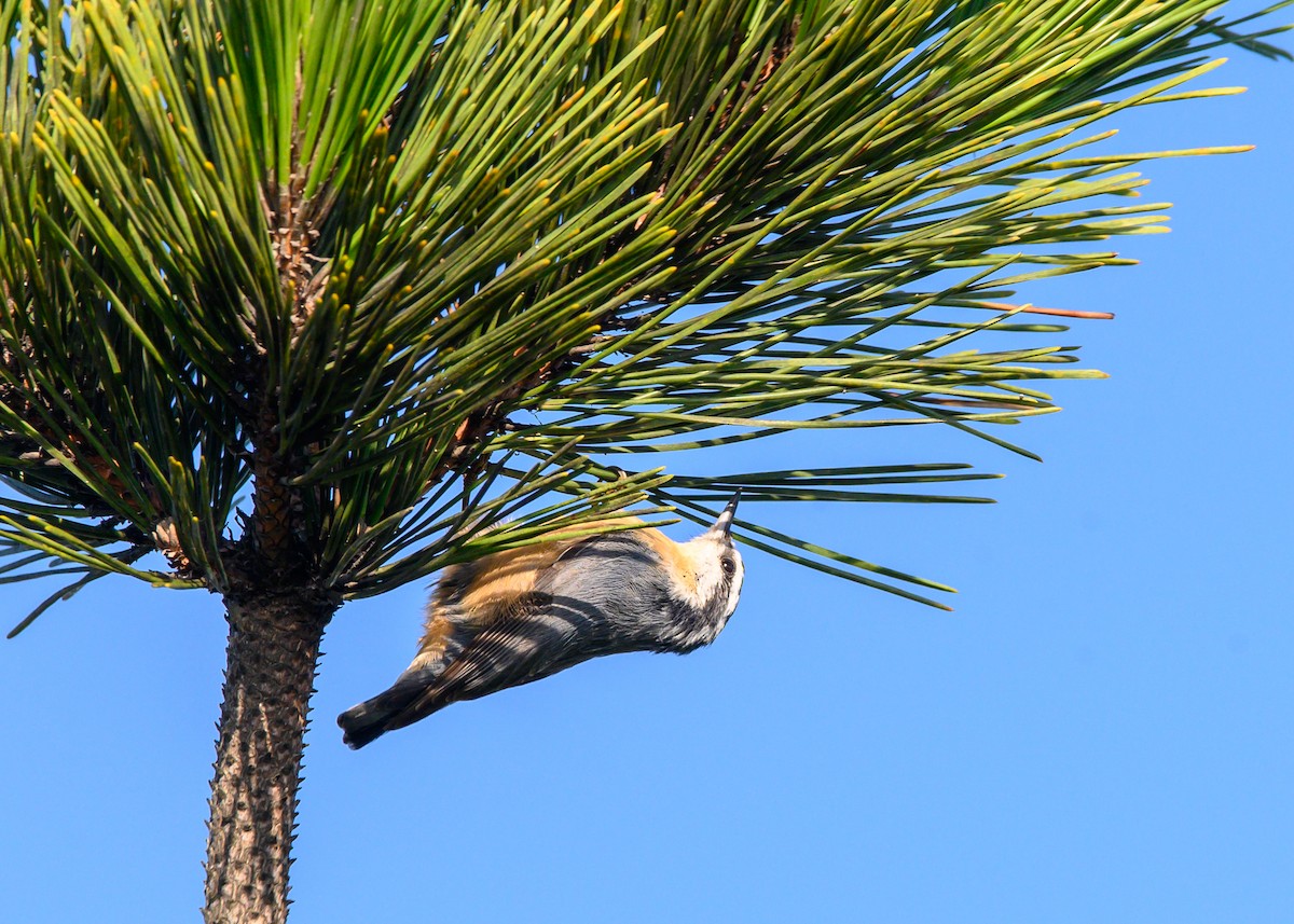 Red-breasted Nuthatch - ML641032222