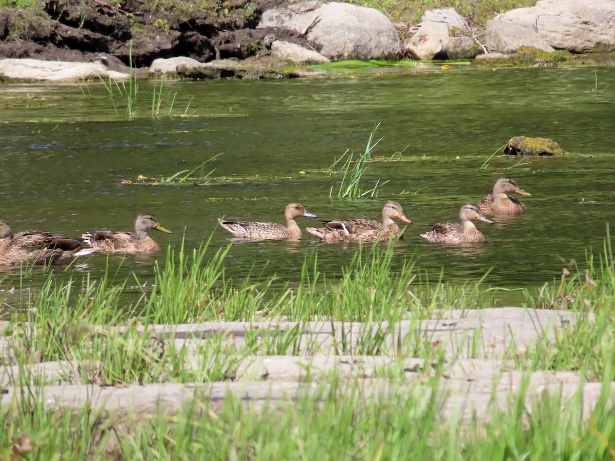 Northern Pintail - ML641032279