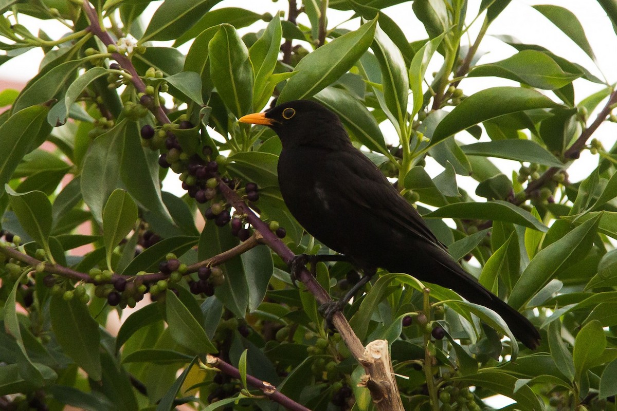 Eurasian Blackbird - ML641032293