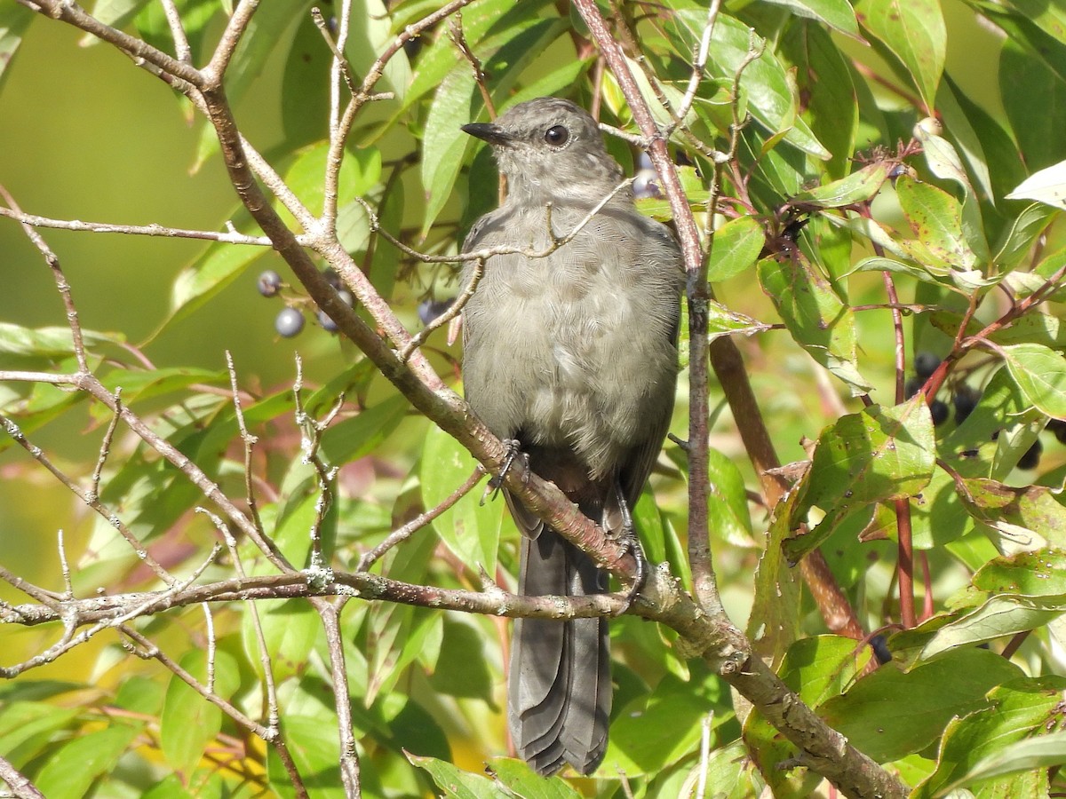 Katzenspottdrossel - ML641032336