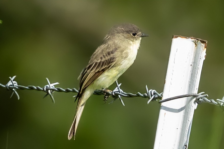 Mosquero Fibí - ML641032358
