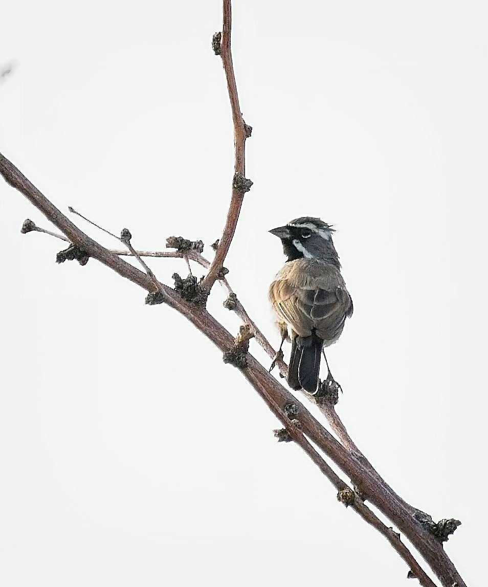 Black-throated Sparrow - ML641032361