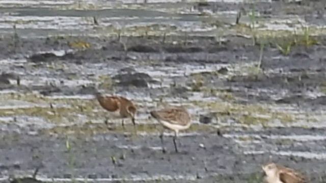Western Sandpiper - ML641032412