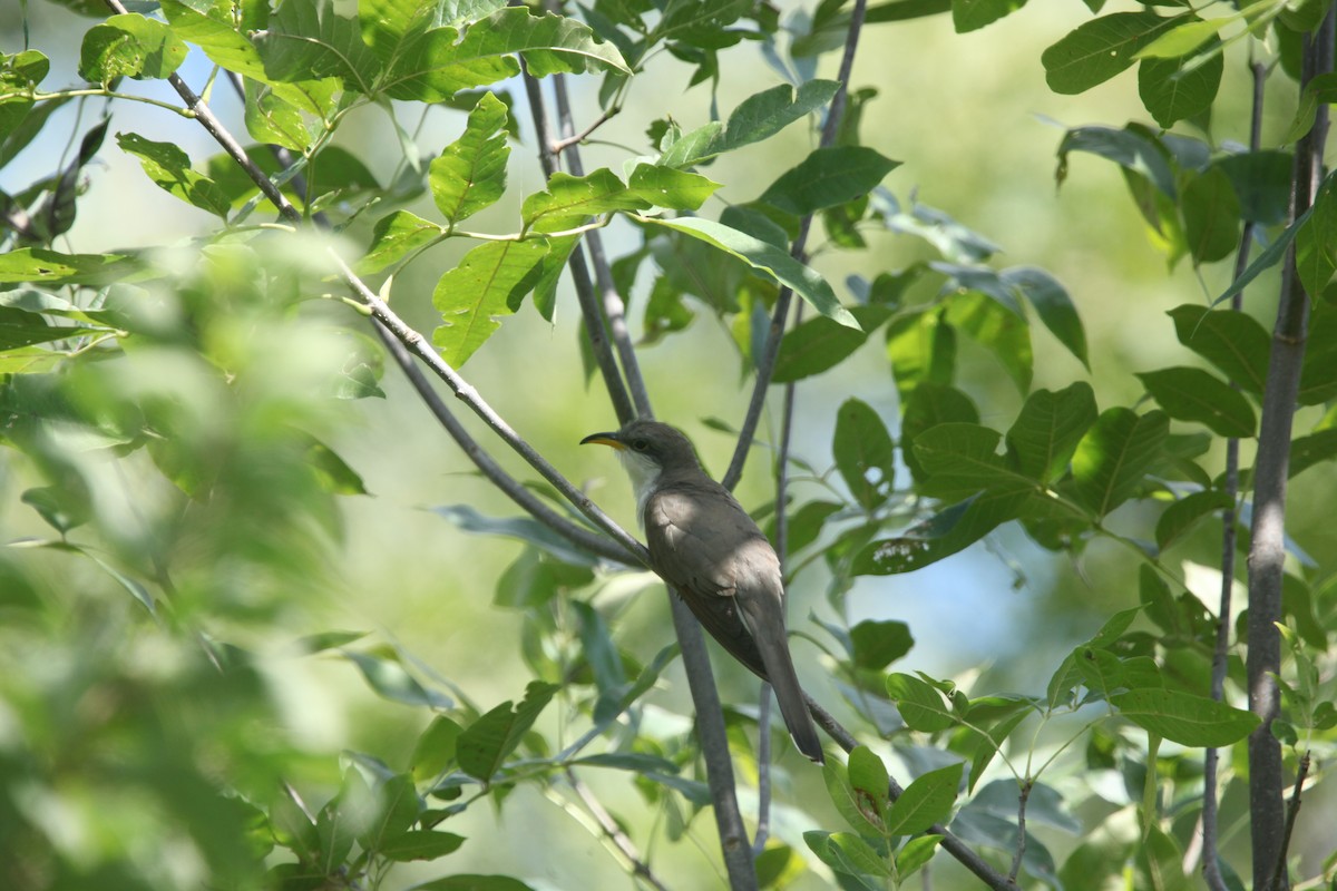 Yellow-billed Cuckoo - ML641032493