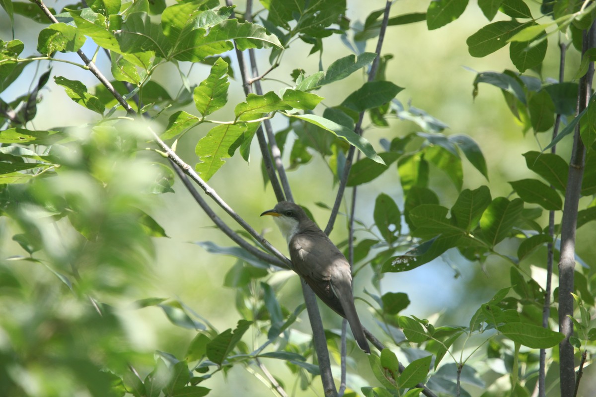Yellow-billed Cuckoo - ML641032494