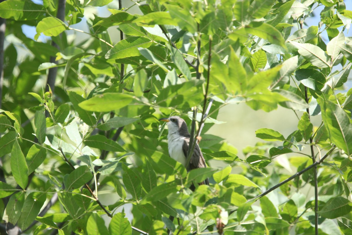Yellow-billed Cuckoo - ML641032502