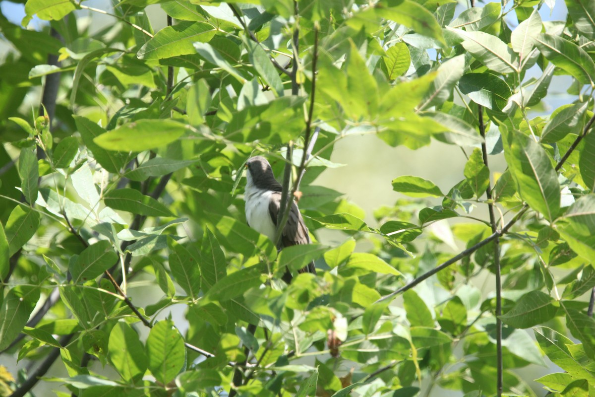 Yellow-billed Cuckoo - ML641032503