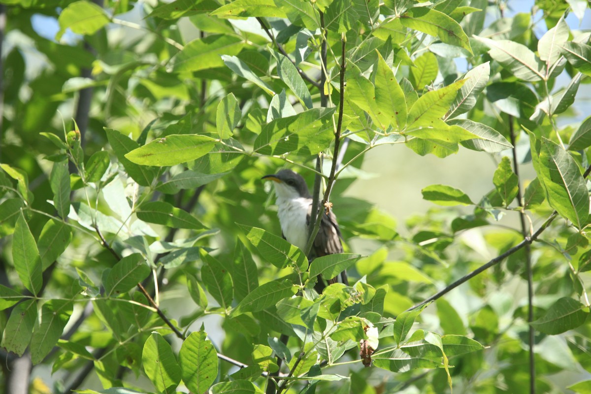 Yellow-billed Cuckoo - ML641032504