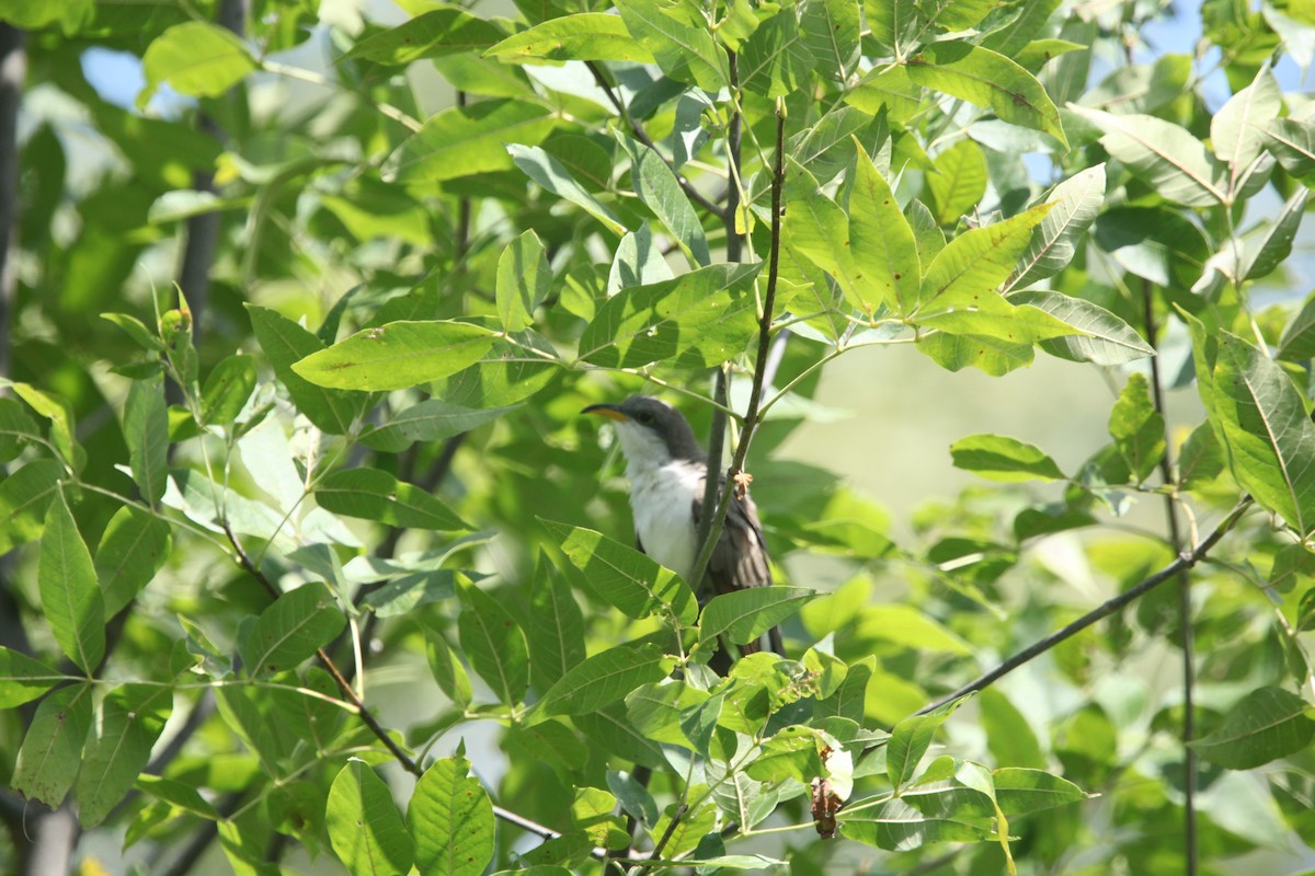Yellow-billed Cuckoo - ML641032505