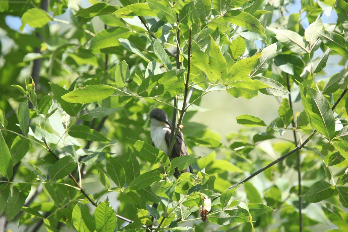 Yellow-billed Cuckoo - ML641032507