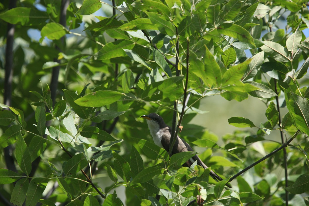 Yellow-billed Cuckoo - ML641032508