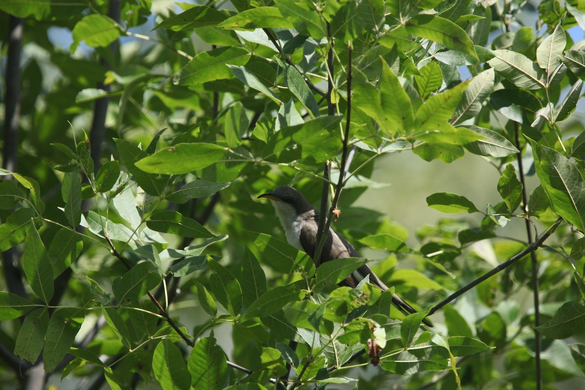 Yellow-billed Cuckoo - ML641032510