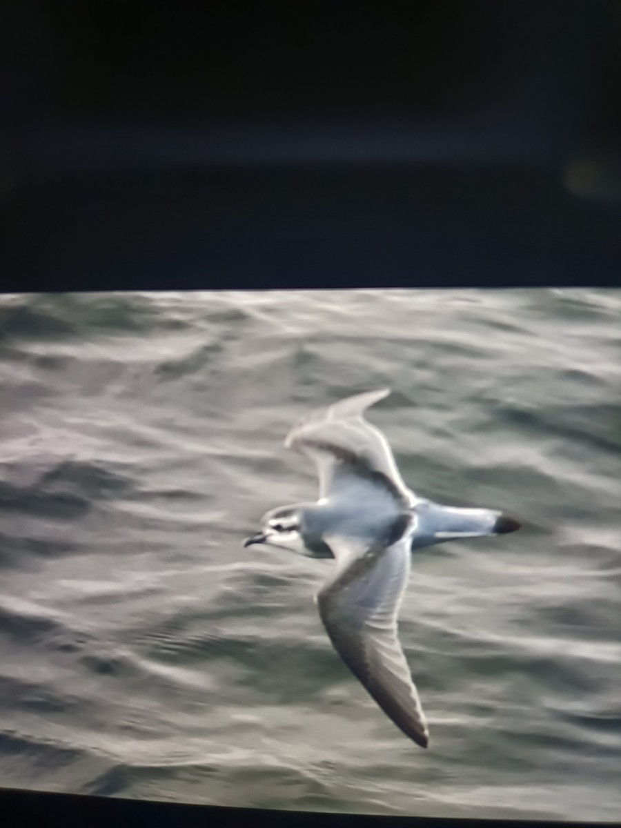 Slender-billed Prion - ML641032625