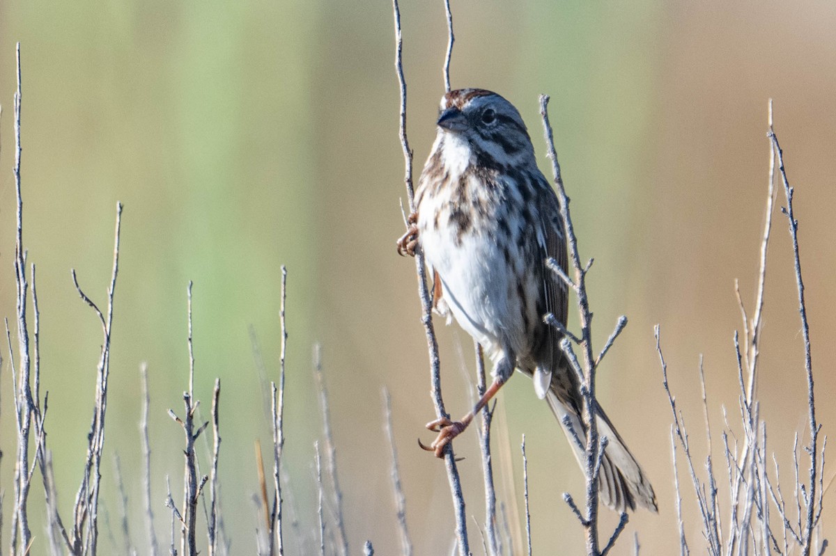 Song Sparrow - ML641032632