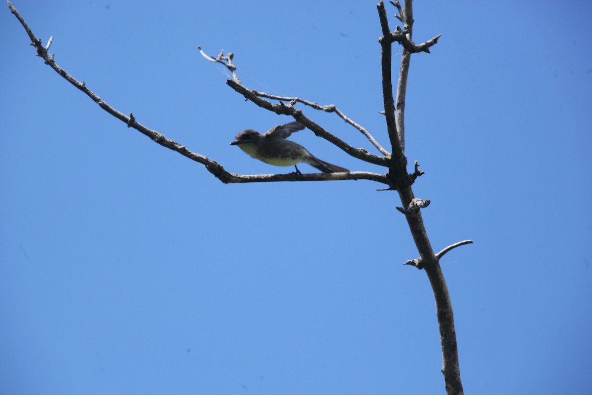 Olive-sided Flycatcher - ML641032655