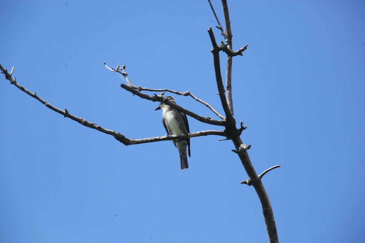 Olive-sided Flycatcher - ML641032656