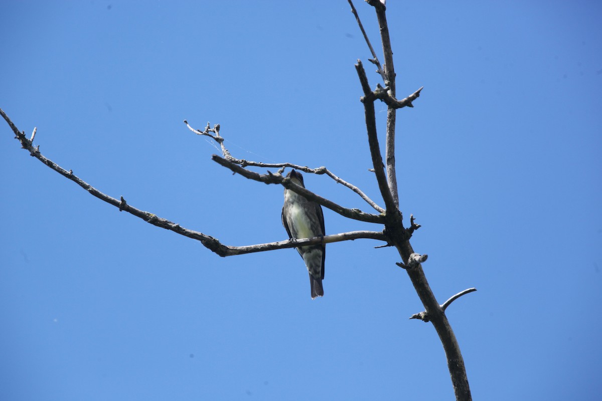 Olive-sided Flycatcher - ML641032657