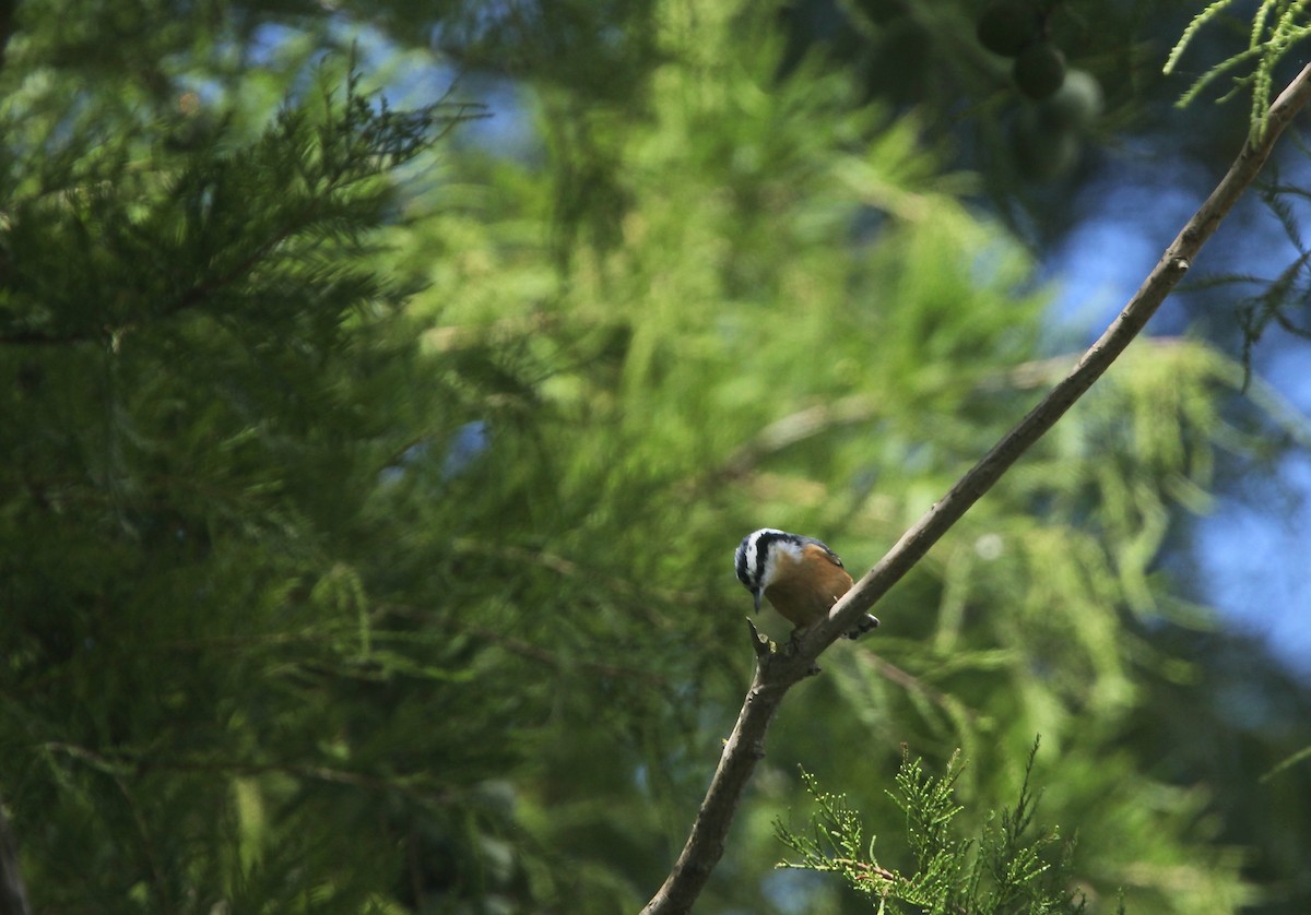 Red-breasted Nuthatch - ML641032744