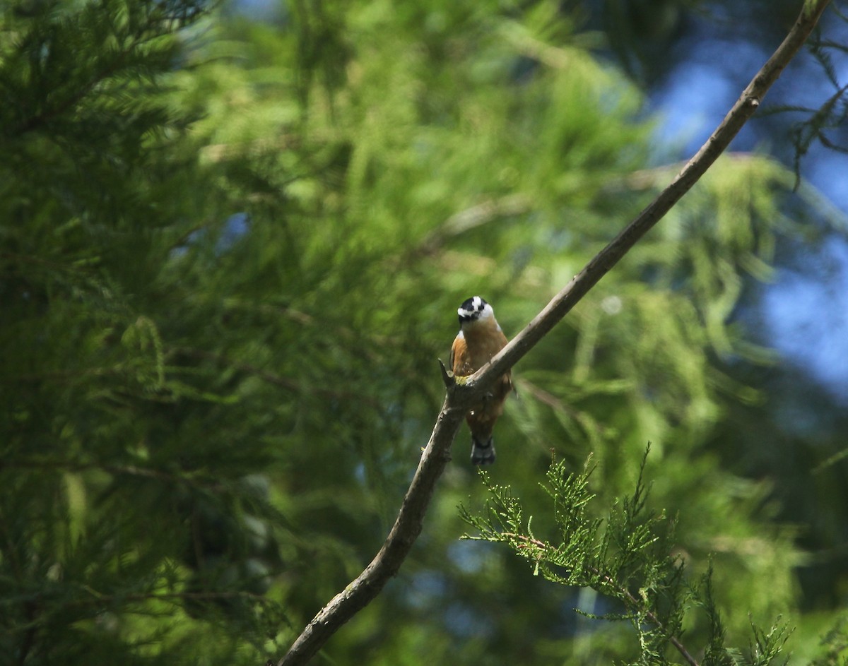 Red-breasted Nuthatch - ML641032747