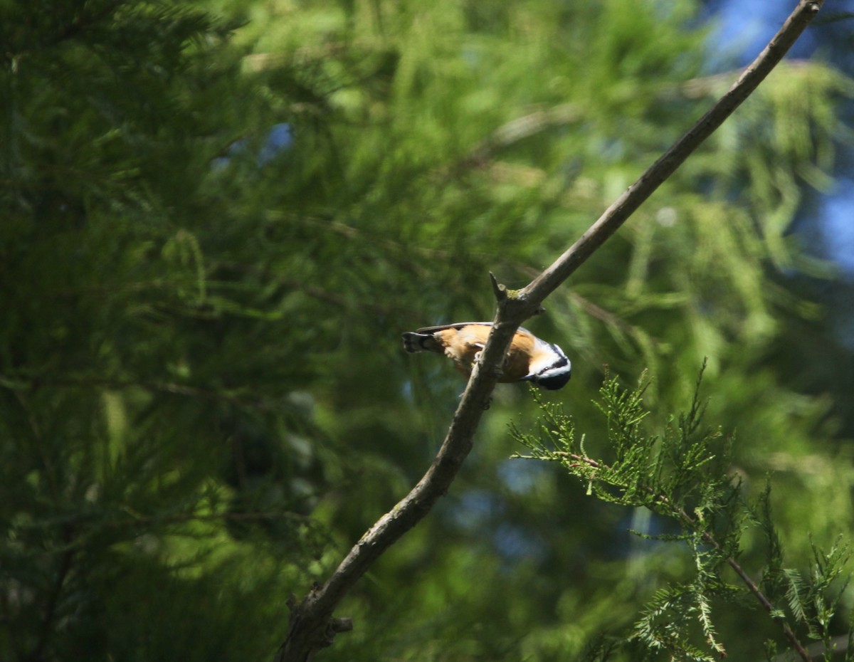 Red-breasted Nuthatch - ML641032748