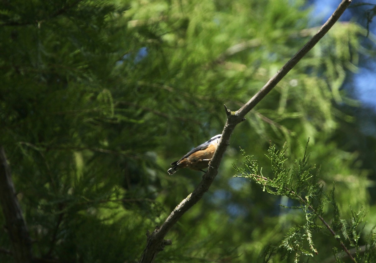 Red-breasted Nuthatch - ML641032749