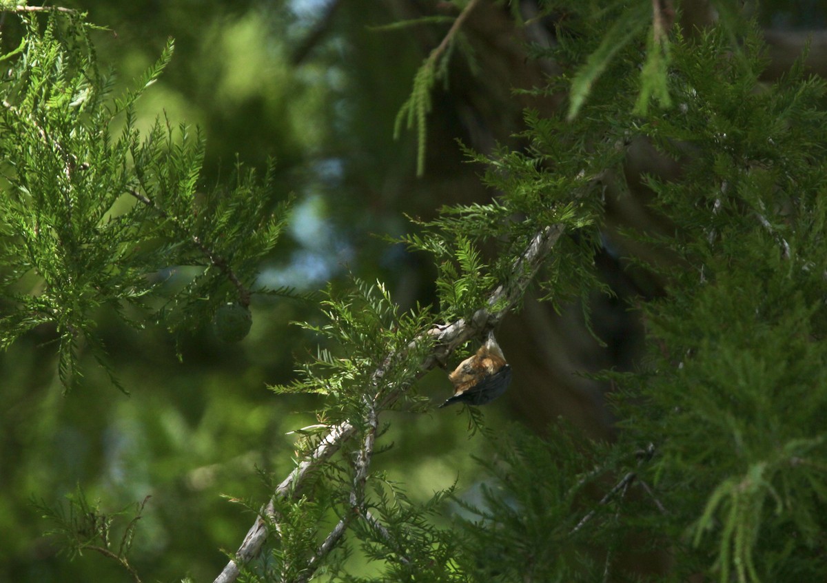 Red-breasted Nuthatch - ML641032750