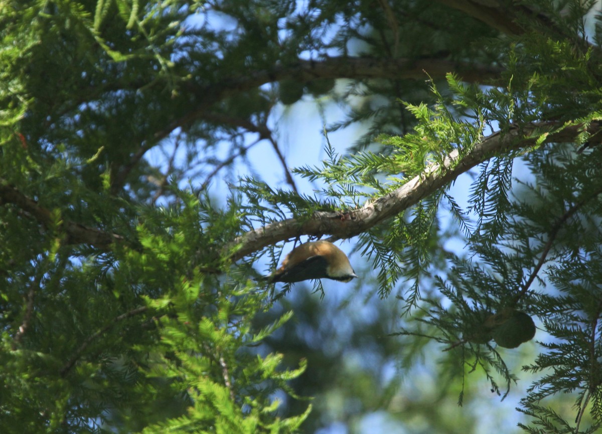 Red-breasted Nuthatch - ML641032751