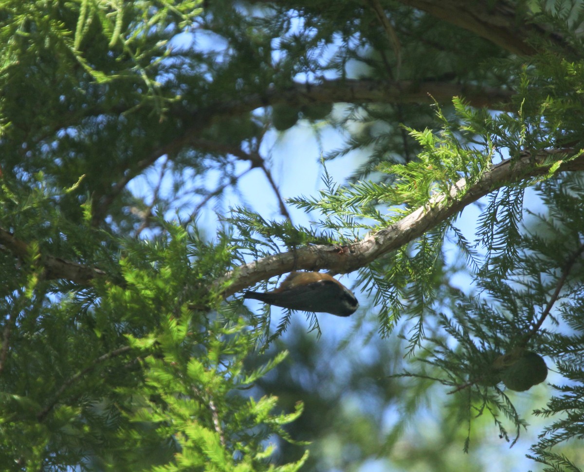 Red-breasted Nuthatch - ML641032753