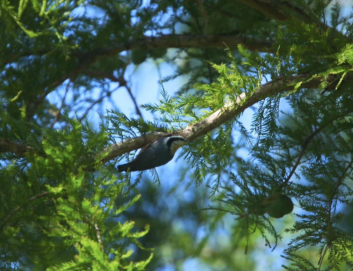 Red-breasted Nuthatch - ML641032754