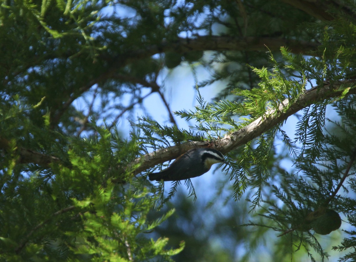 Red-breasted Nuthatch - ML641032755