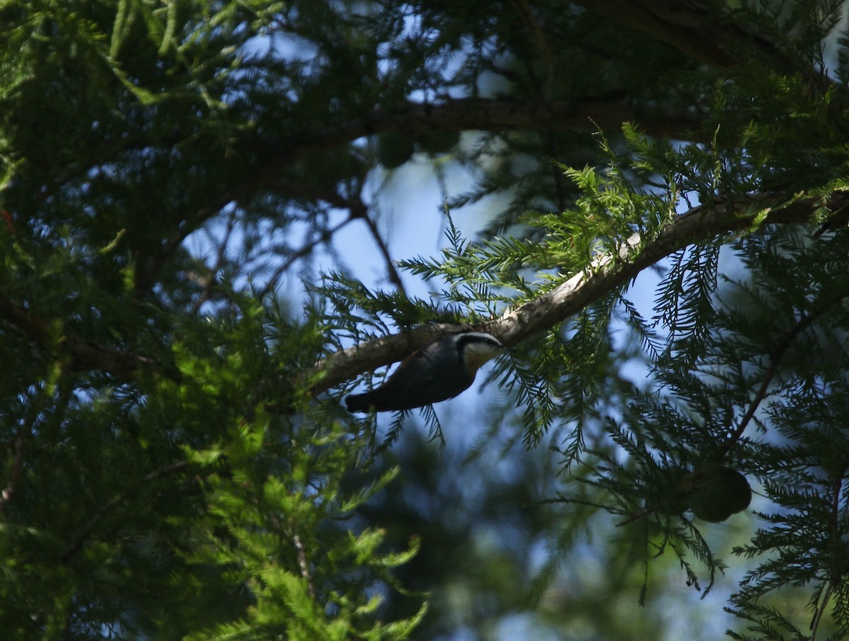 Red-breasted Nuthatch - ML641032756
