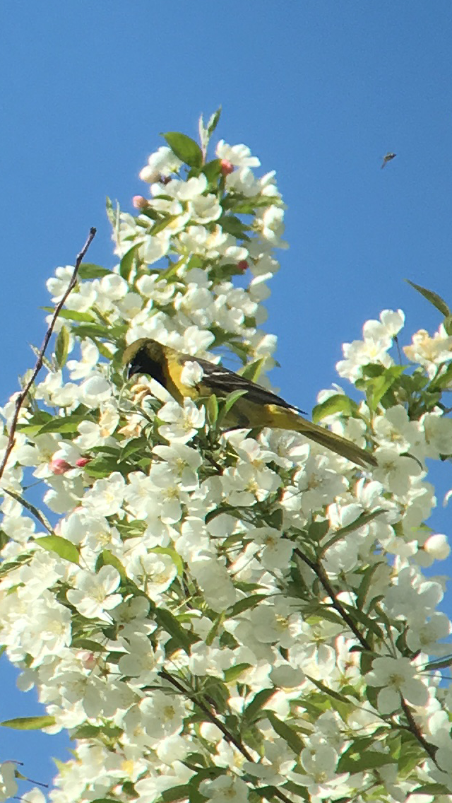 Oriole des vergers - ML641032759