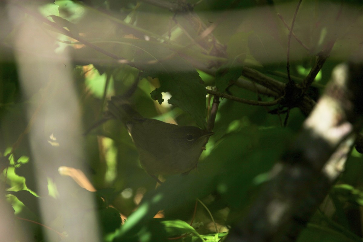 svartbrystparula - ML641032800