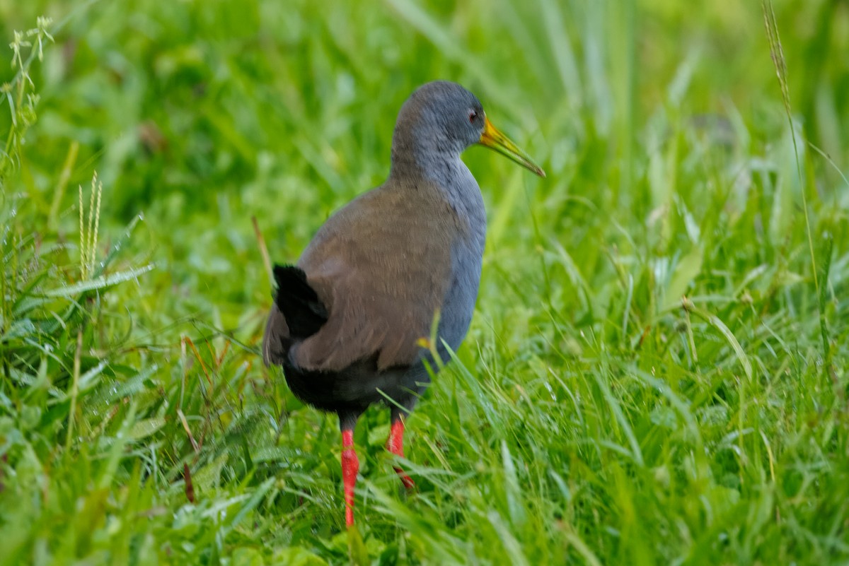 Blackish Rail - ML641032802