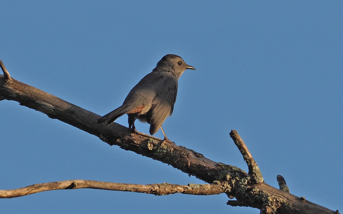 Katzenspottdrossel - ML641032808