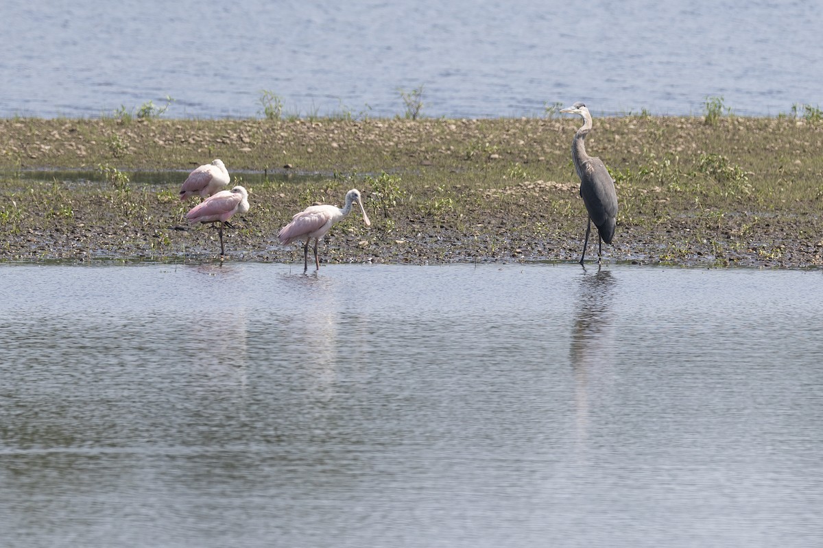 Roseate Spoonbill - ML641032819