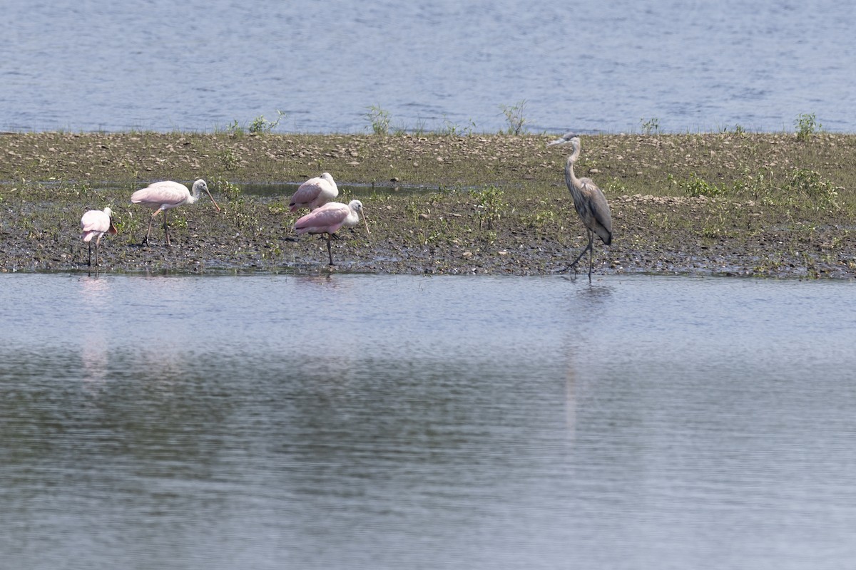 Roseate Spoonbill - ML641032820