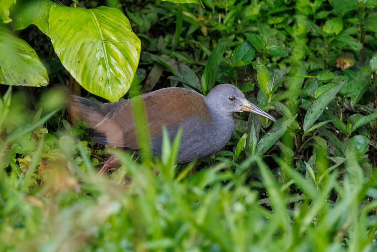 Blackish Rail - ML641032834